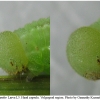 coen leander larva5 volg2